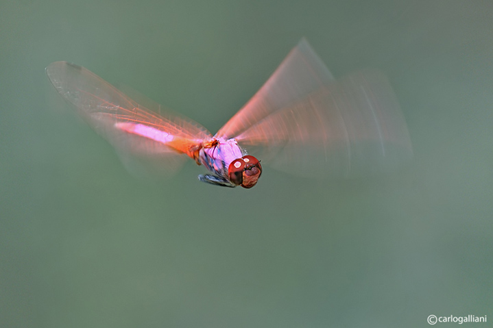 Trithemys annulata in volo