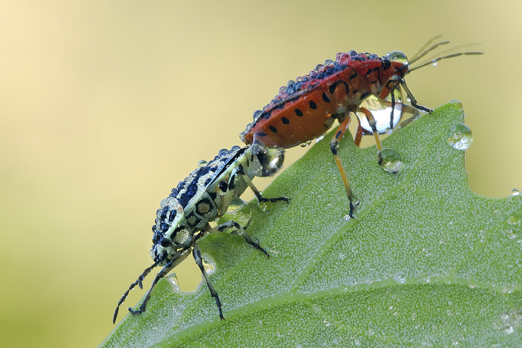 derby: ...... juve- Milan  0-0