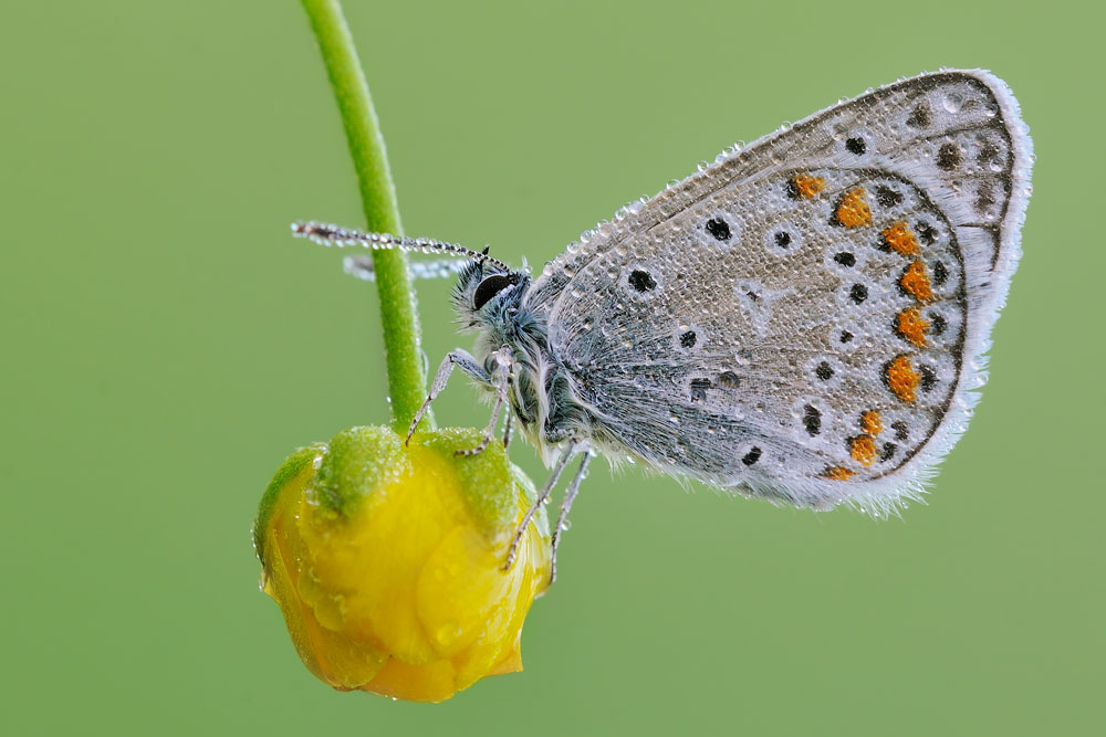 Polyommatus icarus