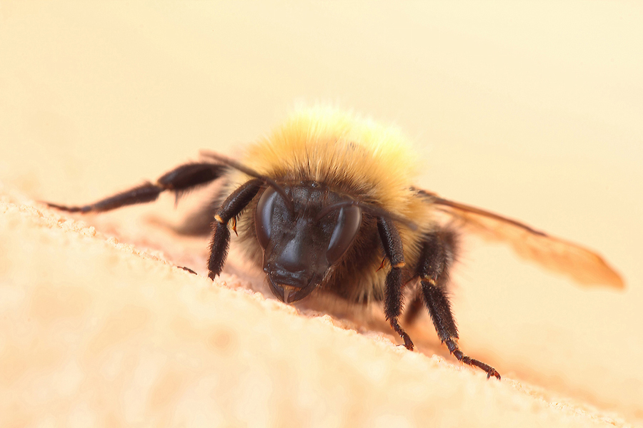 ...Leggermente Inca......volato...!!!