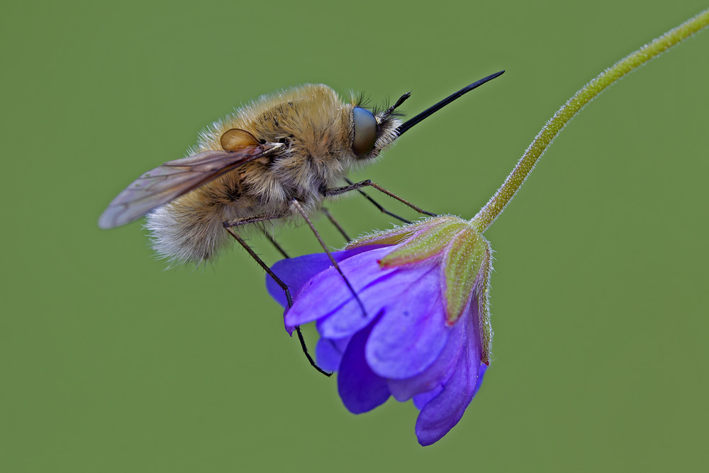 Bombylius Major