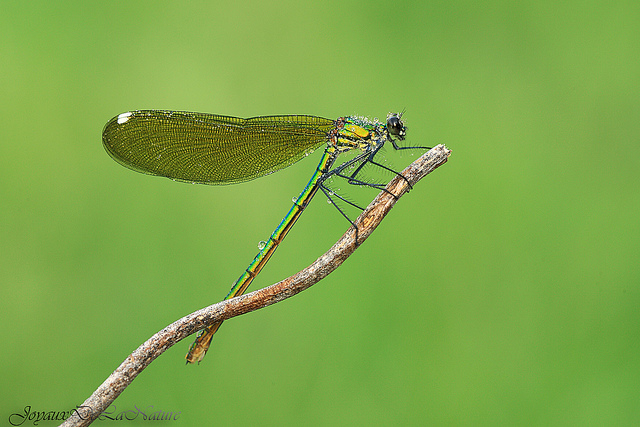 Tono ......Su...Tono