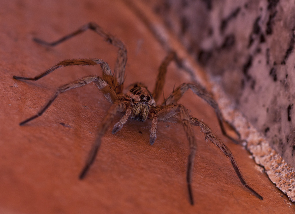 Ragnetto in taverna!