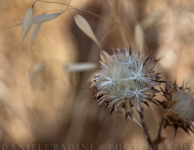 ..anche i fiori si seccano..