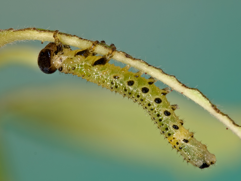 ...bruchino 1:1..... circa.