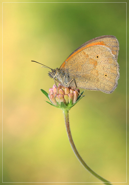 Coenonympha pamphilius