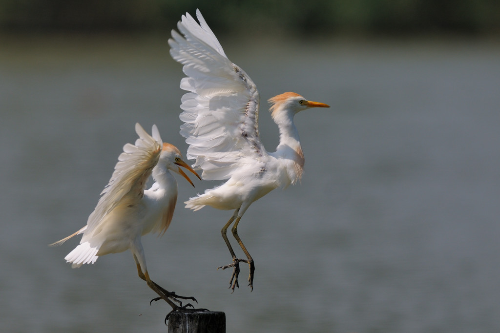 Il posatotio conteso