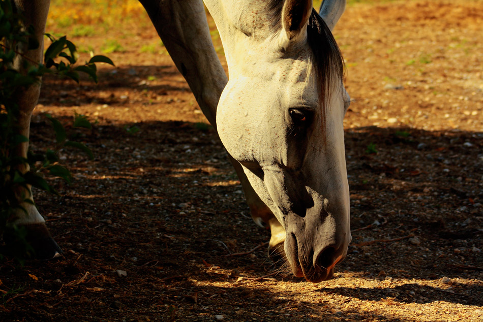 Un cavallo che bruca
