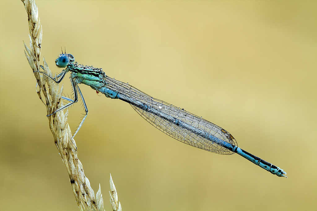 Damigella bagnata damigella fortunata