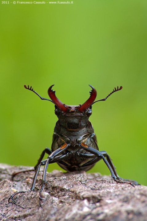Cervo volante (Lucanus cervus Linnaeus, 1758)