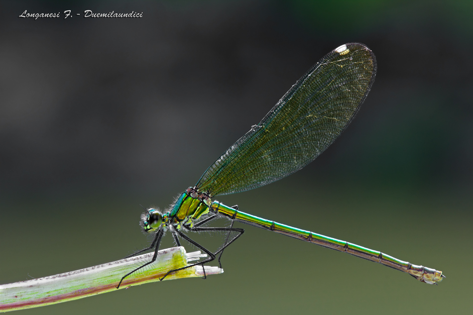 Calopteryx splendes (Full frame) 3000 Pixel.