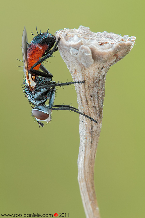 Cylindromyia sp. (Tachinidae)