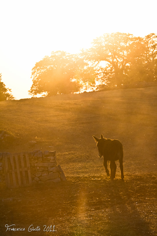 Campagne locorotondine