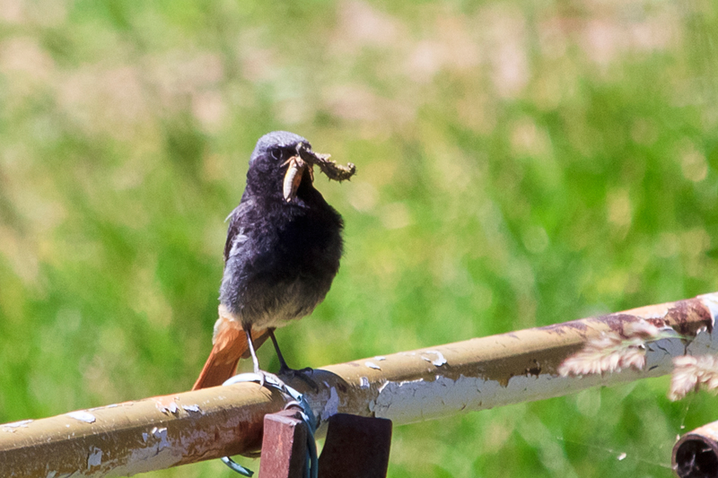 codirosso spazzacamino