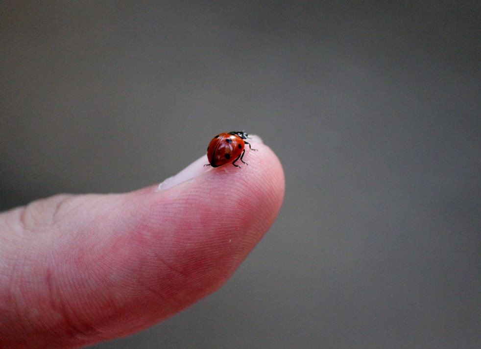 "La semplicit� � la forma della vera grandezza." Francesco De Sanctis