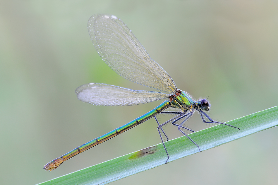 Calopteryx splendens
