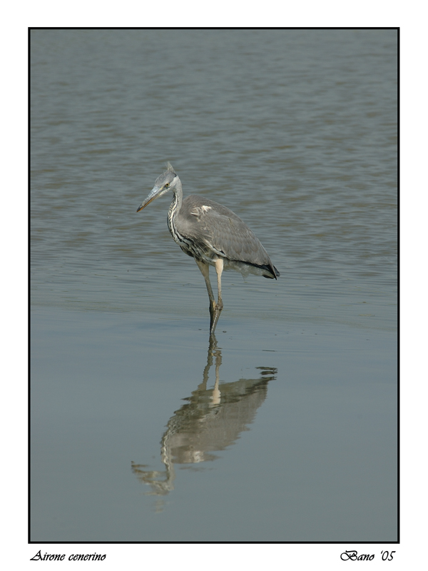 Airone cenerino