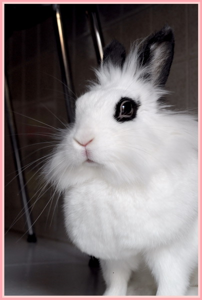 Memole the pink bunny