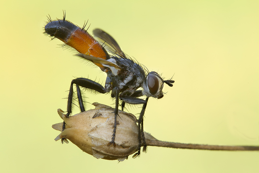 Decollo..... del dittero