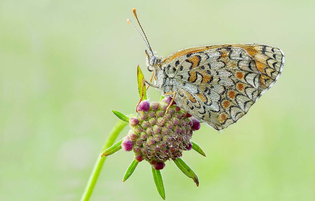 melitaea mattutina