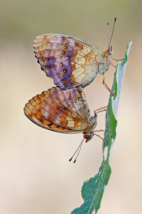 Brenthis Daphne in love