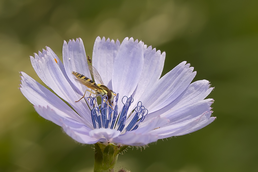 Syrphidae in compagnia