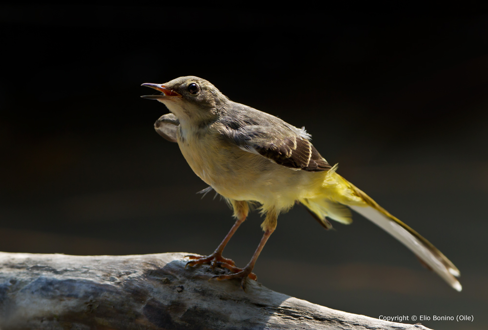 Ballerina gialla (Motacilla cinerea)