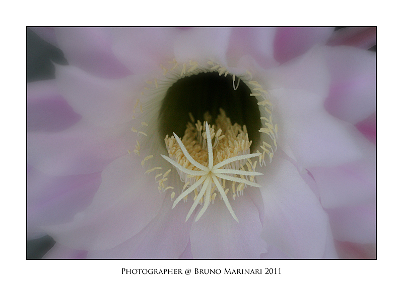 Uno stelo di delicatezza