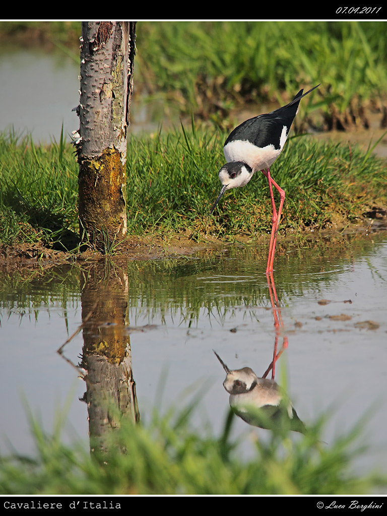 Cavaliere d'Italia # 6
