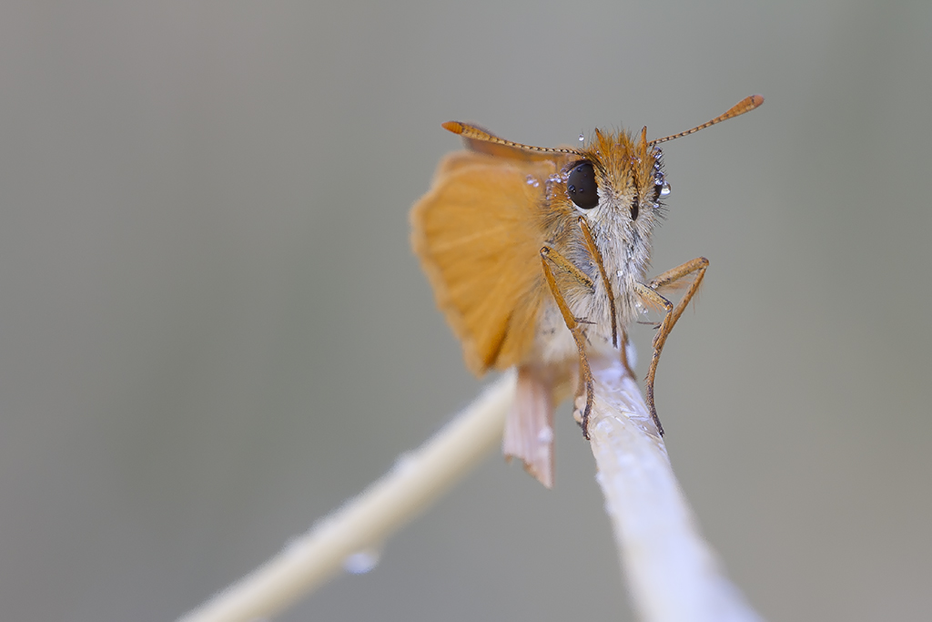 Hesperidae equilibrista