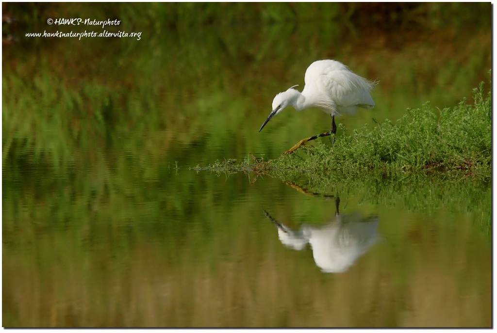 Garzetta(Egretta garzetta) reflex