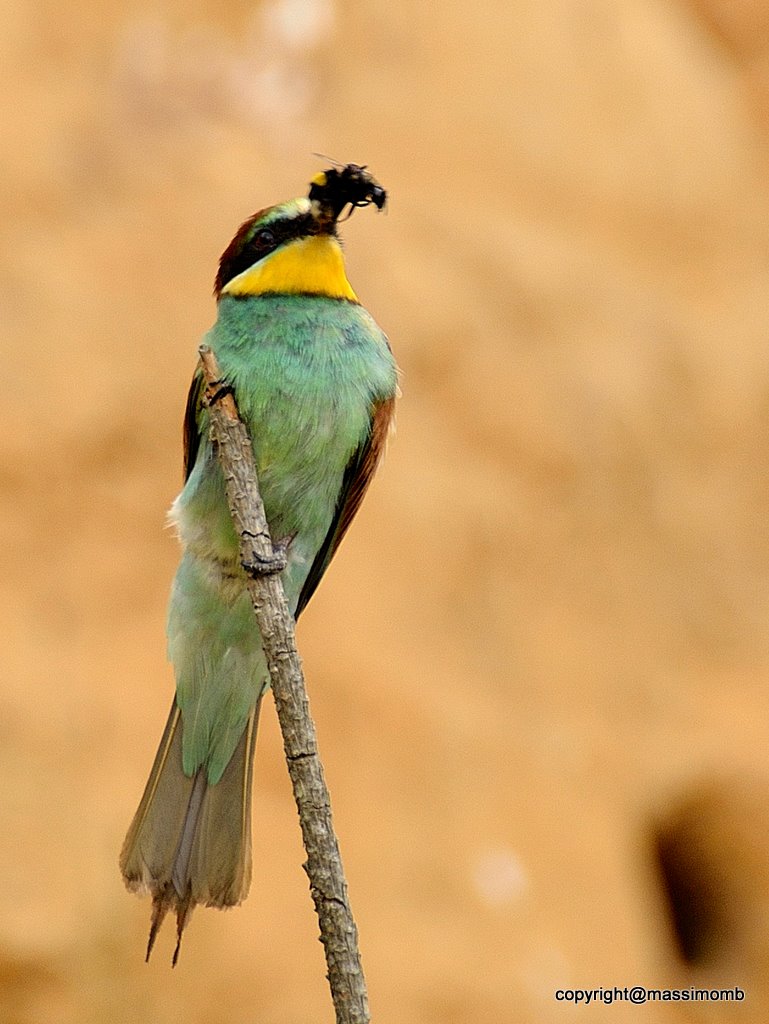 La colazione del gruccione