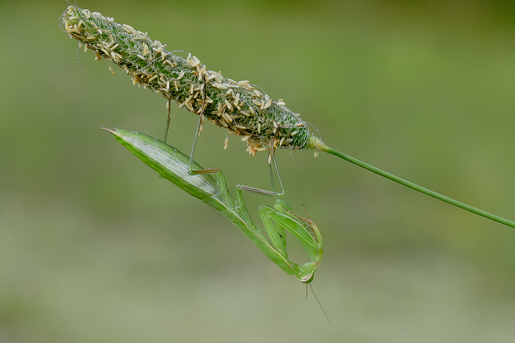 Piccolissima Mantide