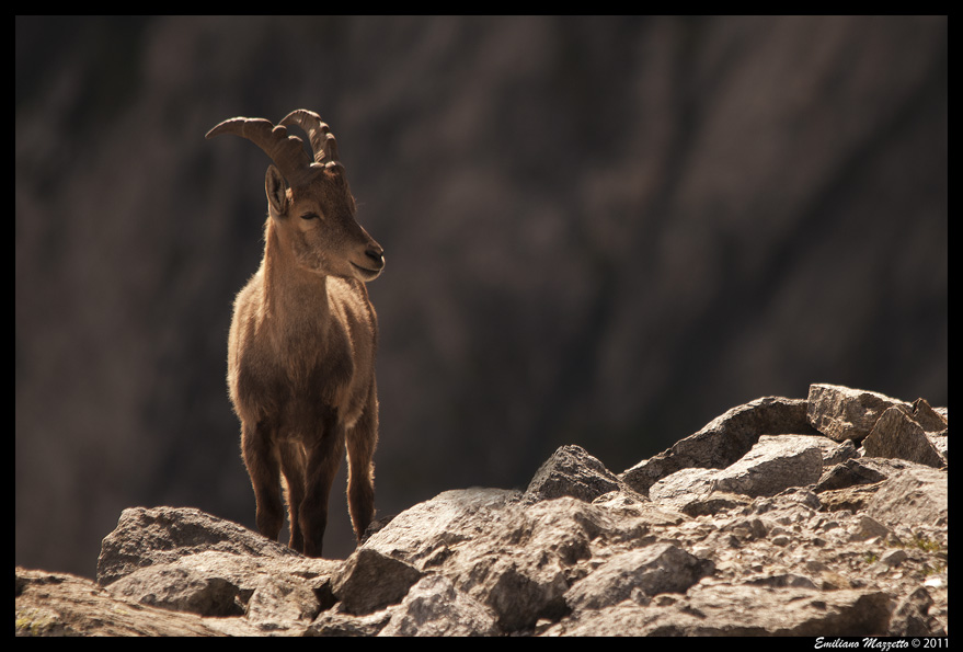 Stambecco
