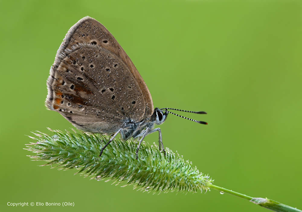 Una semplice licenide