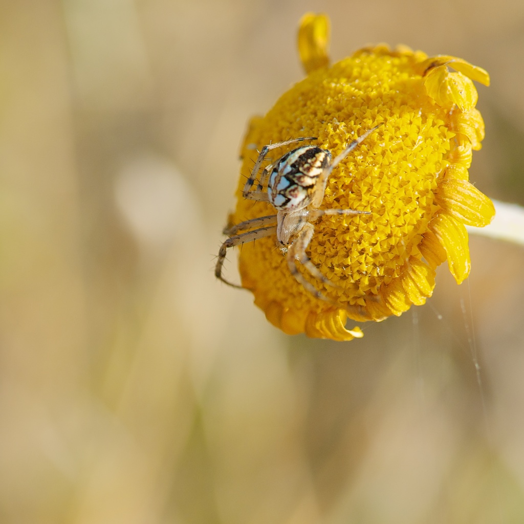 Il ragno ed il fiore