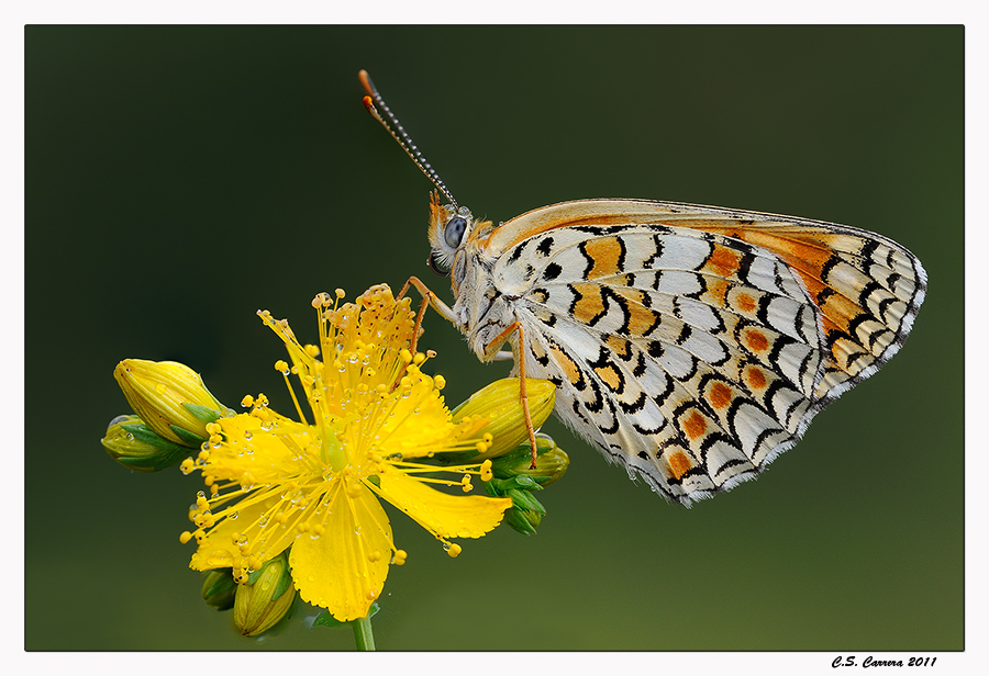 Melitaea Phoebe