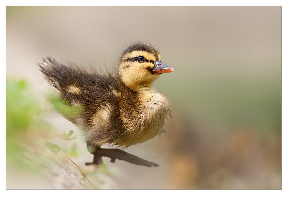 Danzando sulle acque