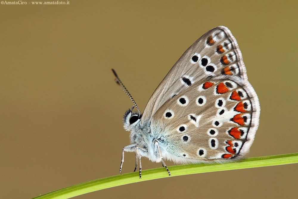 Polyommatus icarus (Rottemburg, 1775) - Lycaenidae Polyommatinae