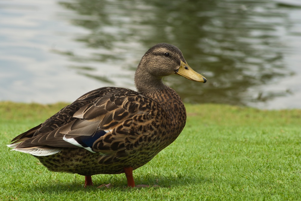Femmina di germano reale
