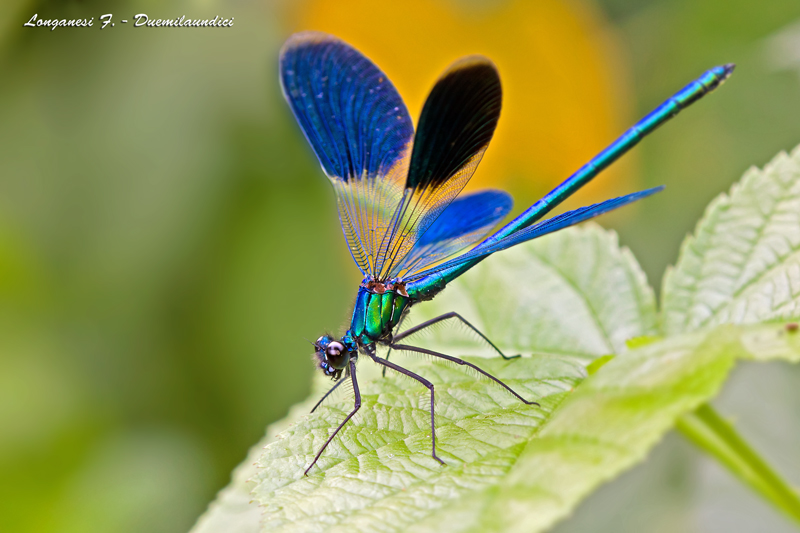 Ad ali spiegate. (3000px)