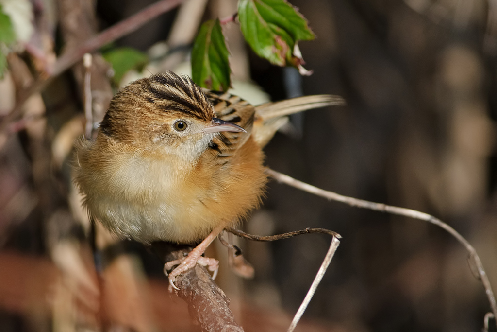 Beccamoschino (Cisticolo juncidis)
