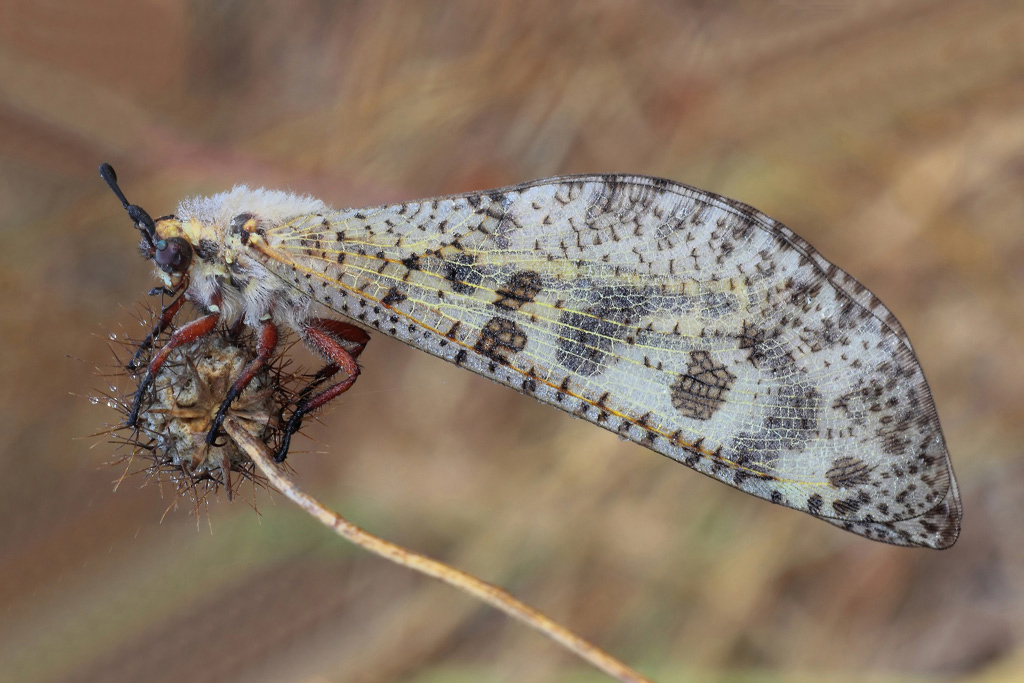 ...Ad Ali Chiuse...!!!