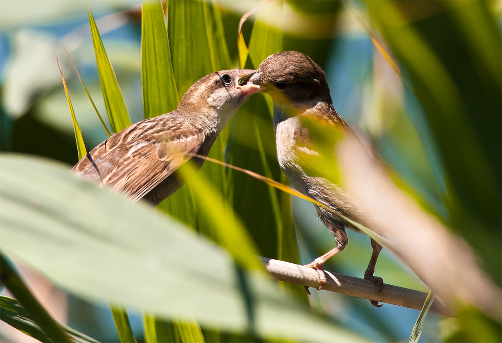 nikkor 300 f4 + tc17