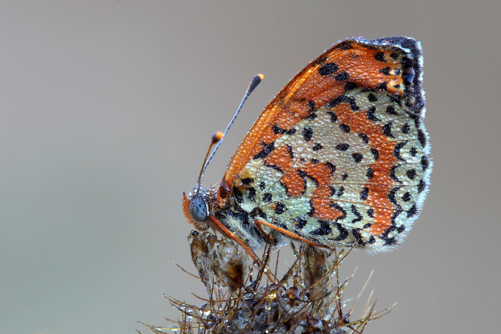 ...Gocce Di Rugiada Sulle Melitaea...!!!