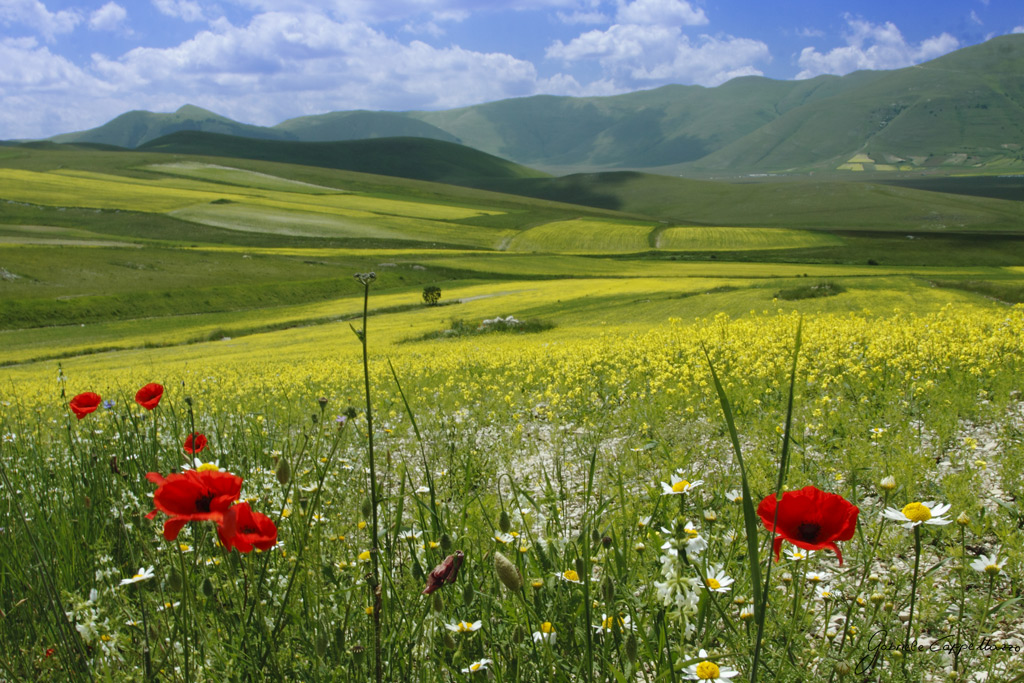 Castelluccio di Norcia
