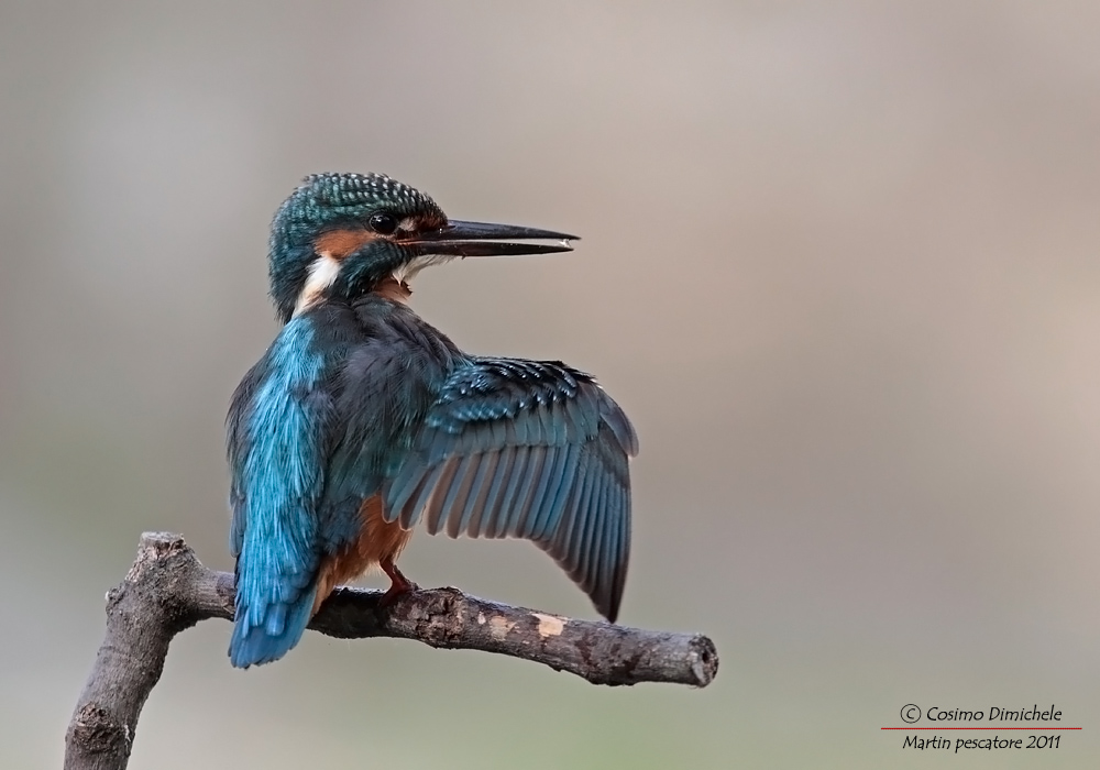 Martin pescatore #3