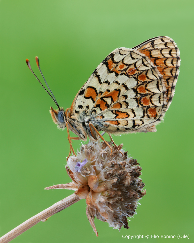 Melitaea phoebe