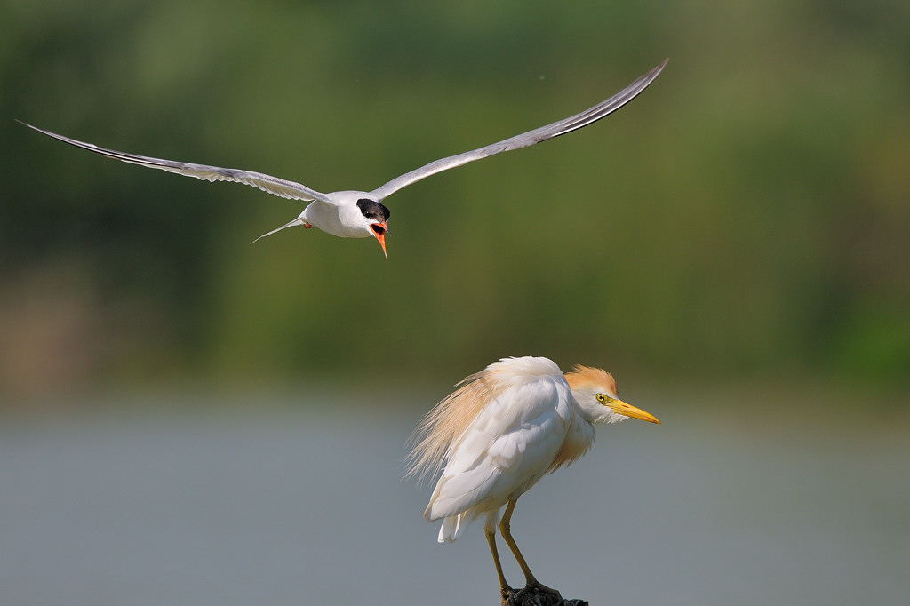 Via dal mio posatoio