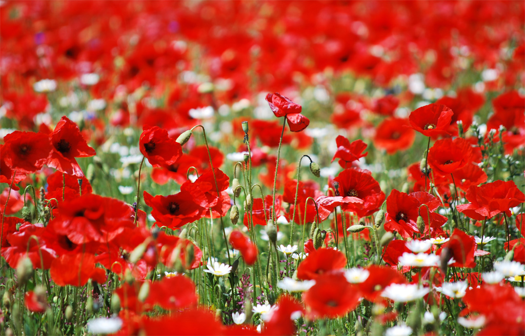 Campo di Papaveri
